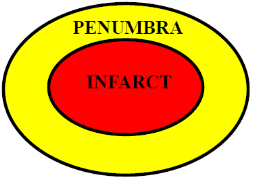 o a. carotis interna w via a. communicans posterior verbonden met a. cerebri posterior o aa. cerebri anteriores w met elkaar verbonden door a.