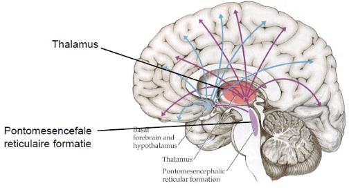 zenuwbanen die deze 2 types v sensibele informatie geleiden verlopen grotendeels gescheiden o vitale sensibiliteit: anterolaterale systeem pseudo-unipolaire neuronen met informatie van vitale