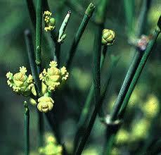 Zaadplanten Palmvarens Ginkgo Coniferen