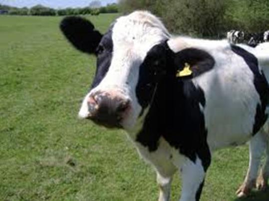 Goede initiatieven in Nederland die zich inzetten voor de koe Alle Biologische boerderijen waar de koeien een natuurlijk leven hebben en niet geslacht worden voor consumptie.