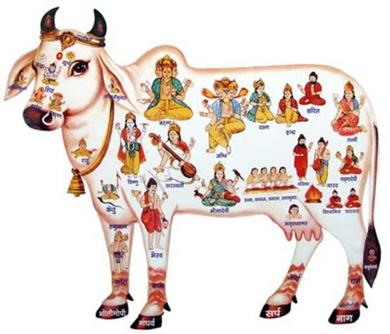 Veda s De koe als de verblijfplaats van alle Goden Brahma en Vishnu op de wortel van de hoorns Vedavyasa op de uiteinde van de hoorns Shankara op het midden van het voorhoofd Parvathi op het hoofd
