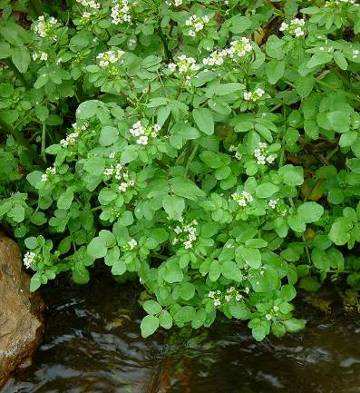 Waterplanten Eendenkrs lemna minr Gele plmp nuphar lutea Witte waterlelie nymphea alba Overplanten Waterklaver-