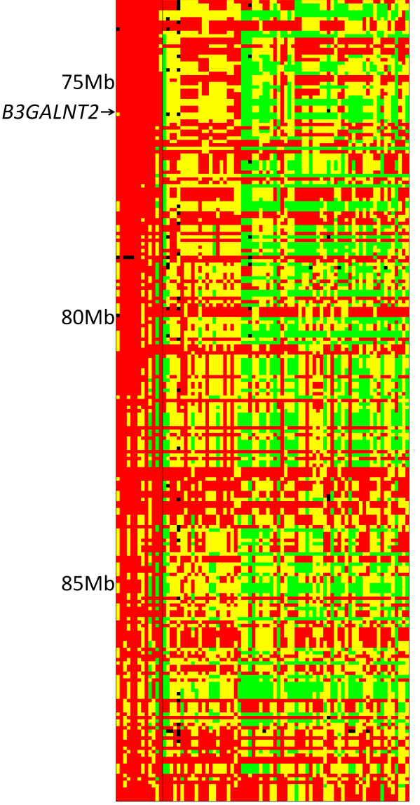 Fries Paard- Waterhoofd Functionele mutatie via sequencing (6 cases en 4 controle)