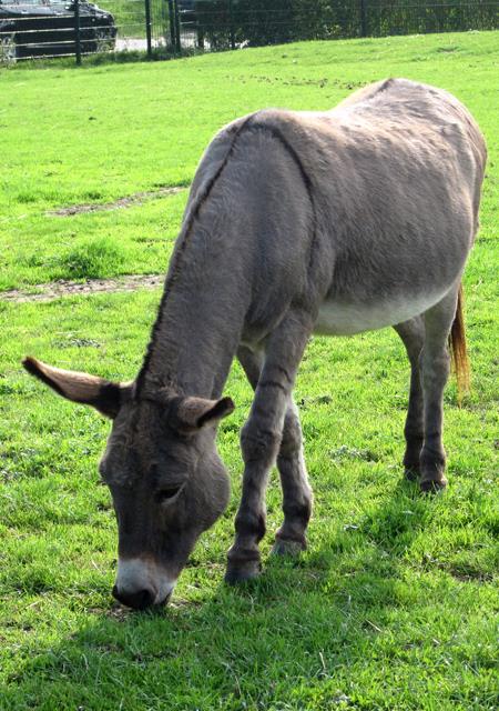 Het is stil bij de varkens. Bram is er niet meer. Als je de varkensstal binnenloopt voelt het ook anders... Bram hoorde al zolang bij de familie.