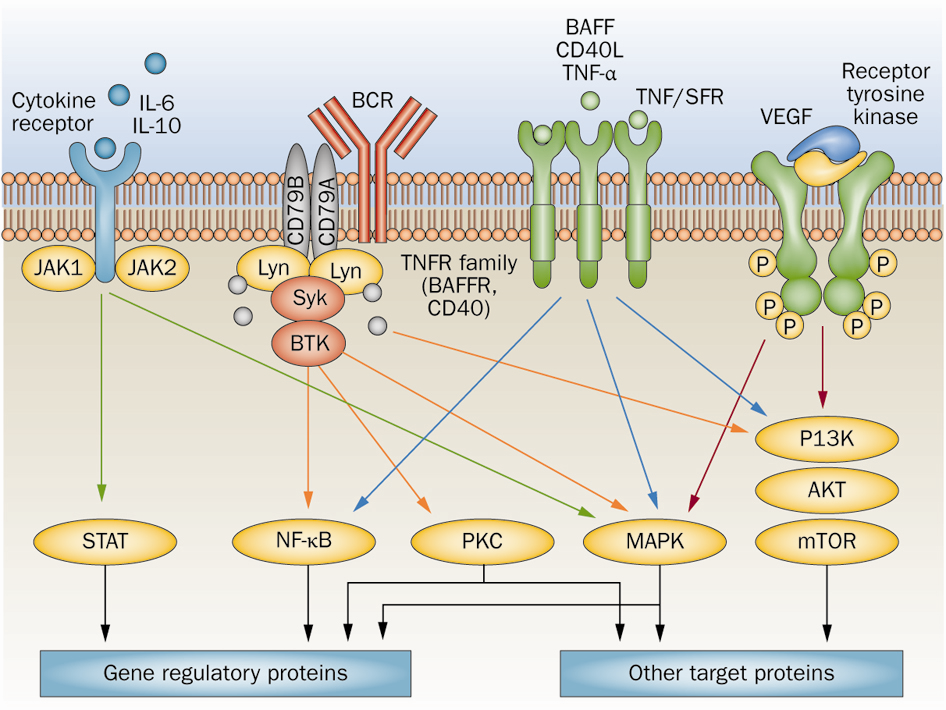 NHL: Targeted therapy: focus on pathways Younes Nat Rev