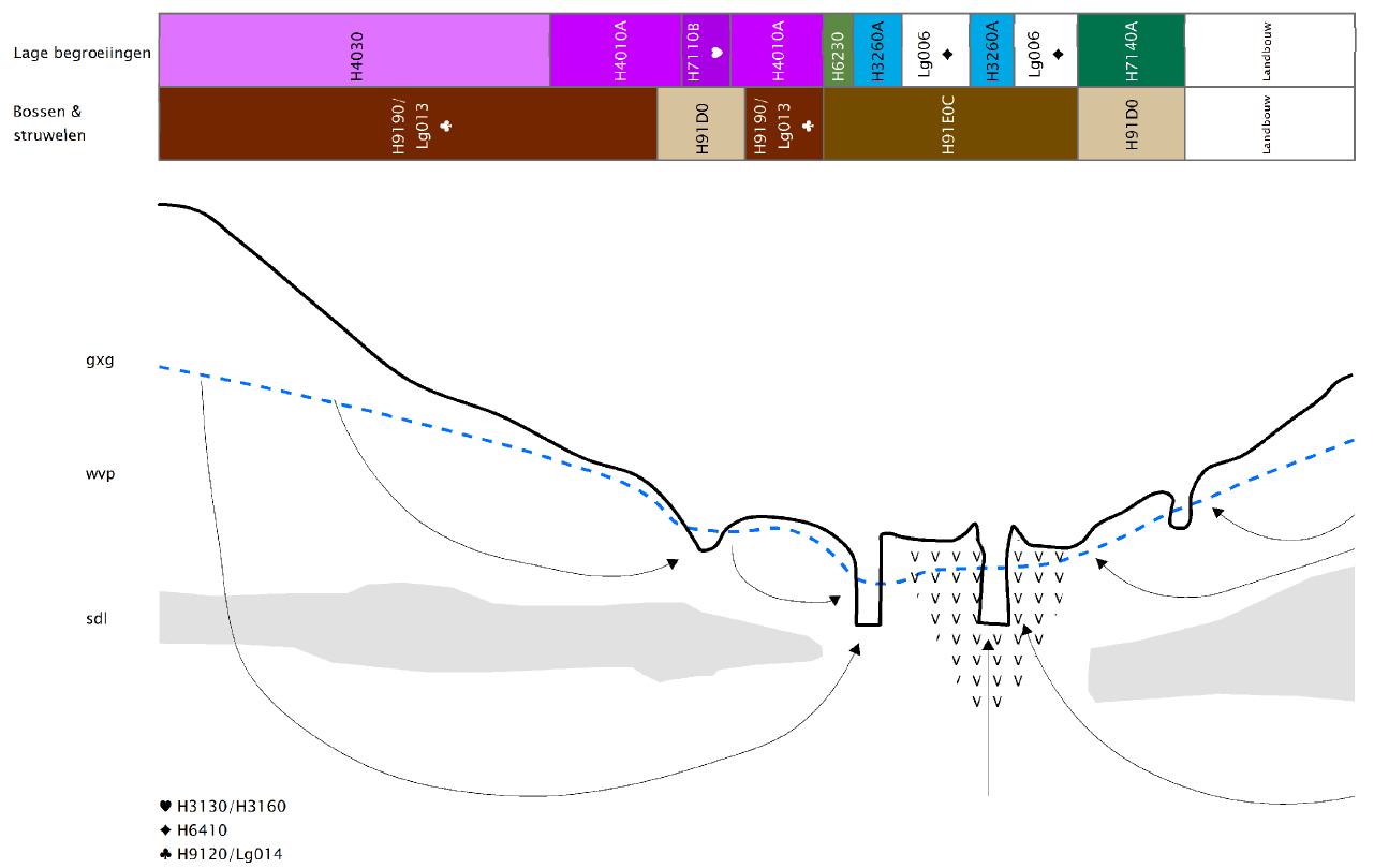 Figuur 4a: Schematische doorsnede van model beekdal representatief voor de oorspronkelijke (half-natuurlijke) situatie in het Elperstroomgebied (naar Grootjans et al.