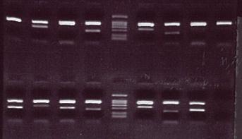 Technieken: SSP PCR reactie VOLBLOED DNA Detectie : Electroforese K M S Fya Jka E C neg pos neg pos