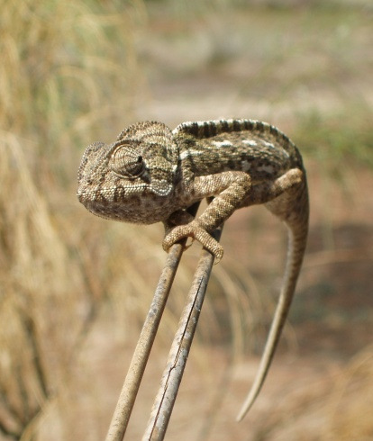 (Oculaire) Myasthenie de kameleon van de