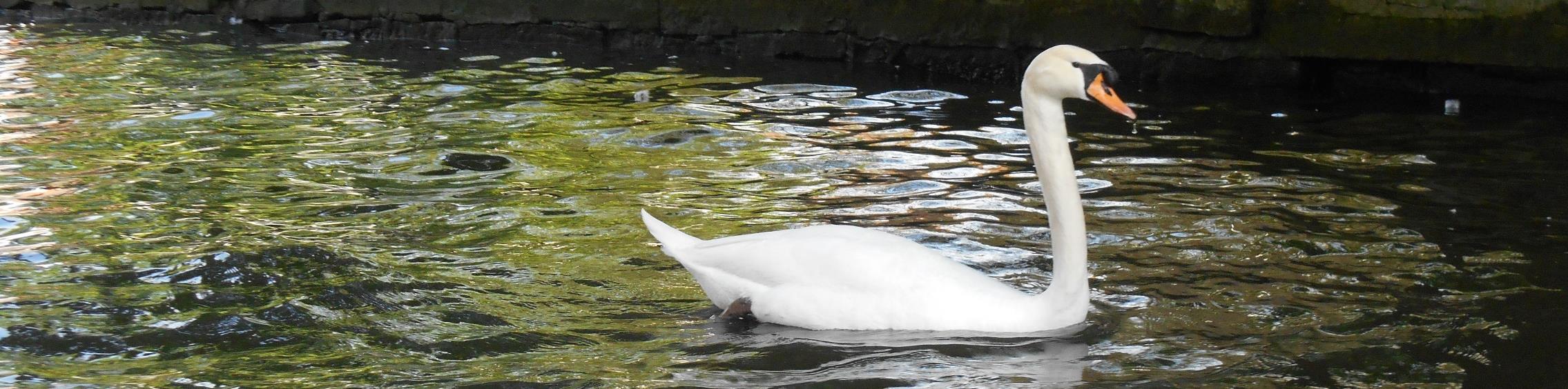 We denken al aan de dieren die hierop kunnen ronddobberen. Eenden, ganzen en waarom niet: zwanen. In de tuin van Mien Ruys in Oostkerke zagen we een koppel zwanen met hun jongen.