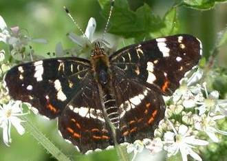 3.2.19 Gehakkelde aurelia Polygonia c-album De Gehakkelde aurelia is in Rotterdam een algemene soort van bossen, parken en tuinen.