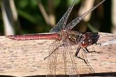 4.2.19 Bloedrode heidelibel Sympetrum sanguineum Hoewel de Bloedrode heidelibel zijn zwaartepunt van de Rotterdamse verspreiding lijkt te hebben op IJsselmonde, kan de soort bij allerlei wateren in