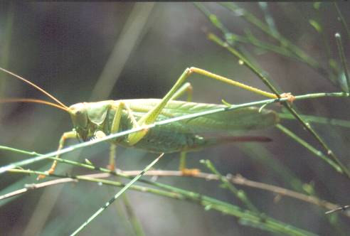 5.2.5 Zuidelijk spitskopje Conocephalus discolor In 2003 is de soort voor het eerst in Rotterdam waargenomen, op een braakliggend terrein in Overschie.