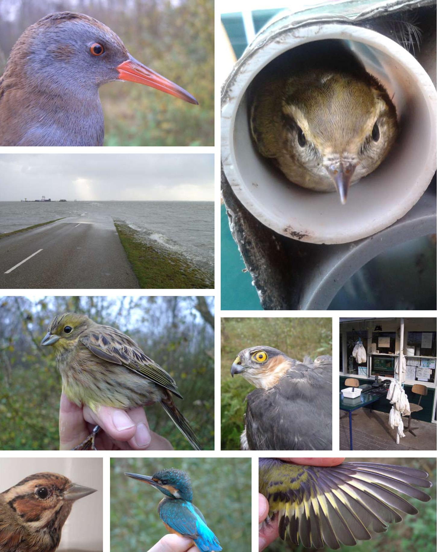 Vogelringstation Schiermonnikoog