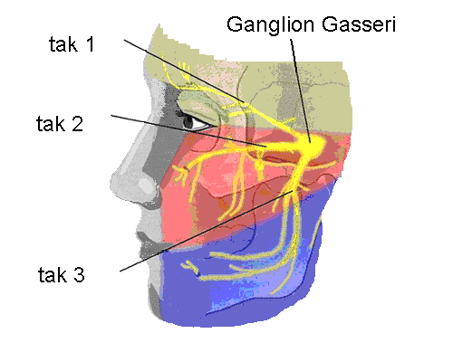 Inleiding De anesthesioloog heeft met u besproken dat uw aangezichtspijn behandeld gaat worden met een zenuwblokkade van het ganglion (zenuwknoop) Gasseri.