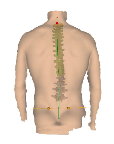 Screening: DEXA-BODY- & BEENLENGTE SCAN 16 Screening: 4D BEKKEN- & RUGMETING