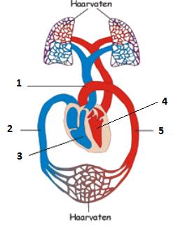 12. In afbeelding 4 is een hart schematisch getekend. Enkele delen zijn genummerd. Welk van de genummerde delen geeft de aorta aan? A. Nummer 1. B. Nummer 4. C. Nummer 5. D. Nummer 2. Afbeelding 4 13.