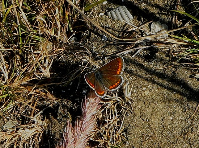 Het levenssucces van het Icarusblauwtje is te danken aan zijn aanpassingsvermogen. De mensheid heeft in de loop der jaren heel wat gedaan om insecten te weren.