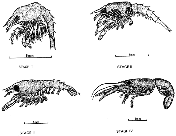 Figuur 1: De eerste vier zwemende stadia van de kreeftlarven Afhankelijk van de temperatuur in de kweektank duurt de periode van L1 larven 4-14 dagen om L2 te bereiken, 9-22 dagen voor L3 en 14-30