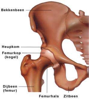 Spoedopname Een heupfractuur is een breuk in het bovenbeen vlak bij het heupgewricht.het heupgewricht is een kom-bol gewricht.