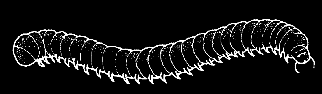 ENKELE BODEMORGANISMEN Microfauna Rotiferen (1 mm) Gastrotrichen (0,2 mm) Nematoden (0,75 mm) Beerdiertjes (0,35 mm)