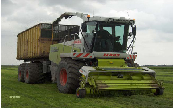 groeiwijze (riet wortelt in waterverzadigde bodem) is er niet snel een gebrek aan water.