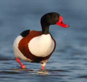 Gemiddelde seizoensverloop van het totaal aantal rotganzen aanwezig op Texel tijdens hoogwater in absolute aantallen. Gebaseerd op tellingen in de periode 1998/99-2007/08.