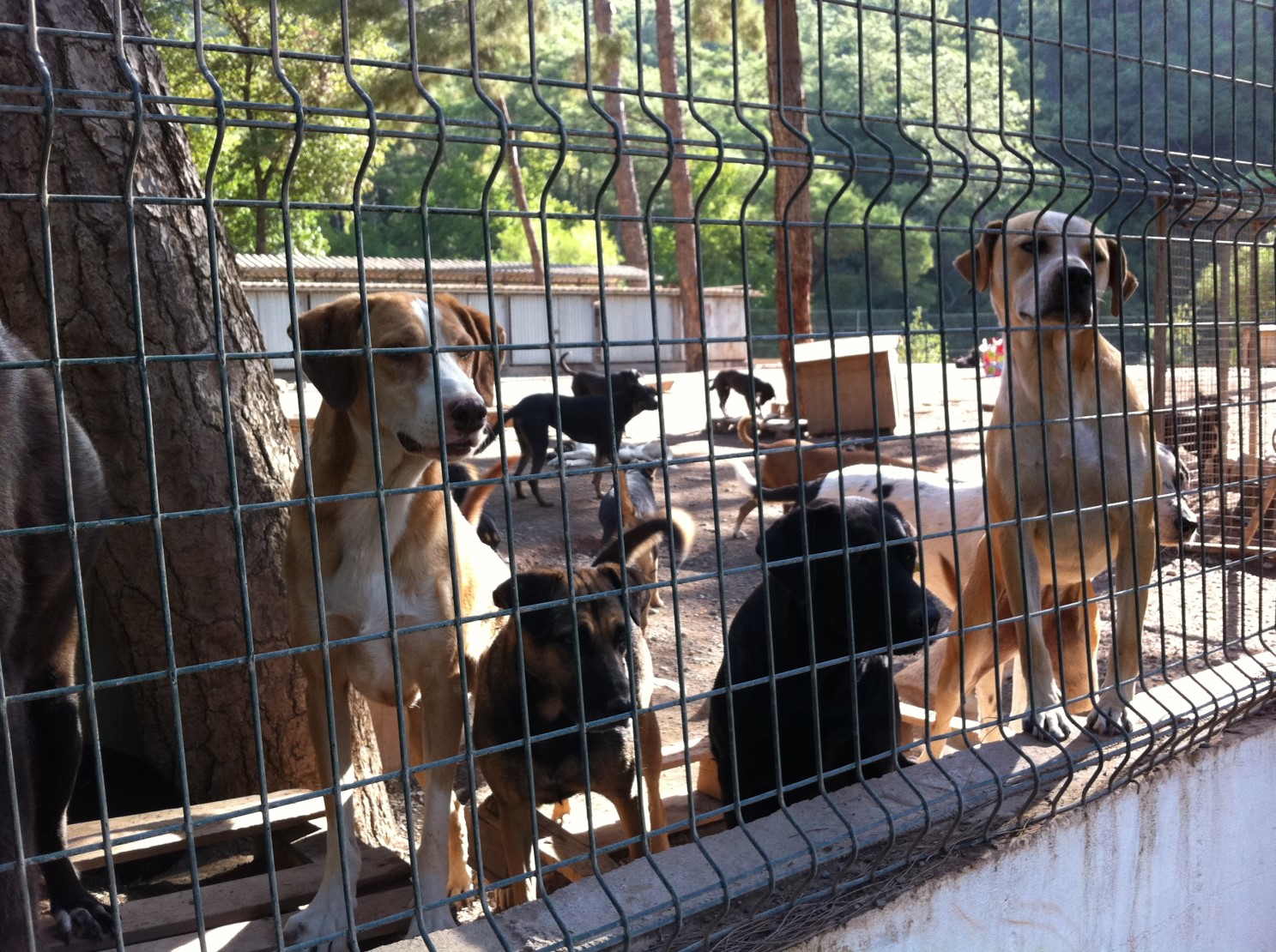 8. Via een kennis/familielid Als je een hond koopt van een kennis of familielid ken je de hond waarschijnlijk al. Niet zo n gek idee dus.