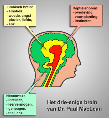 De drie lagen van het Brein Het gelaagde brein; Martin Appelo, 2011 Ik vind