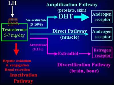 = gecombineerde effecten van T + actieve androgene en estrogene metabolieten 1.