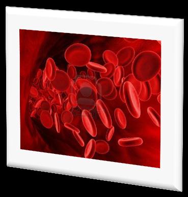 SAMENSTELLING EN FUNCTIE (IV) Rode bloedcellen Witte bloedcellen Bloedplaatjes Rode bloedcellen =