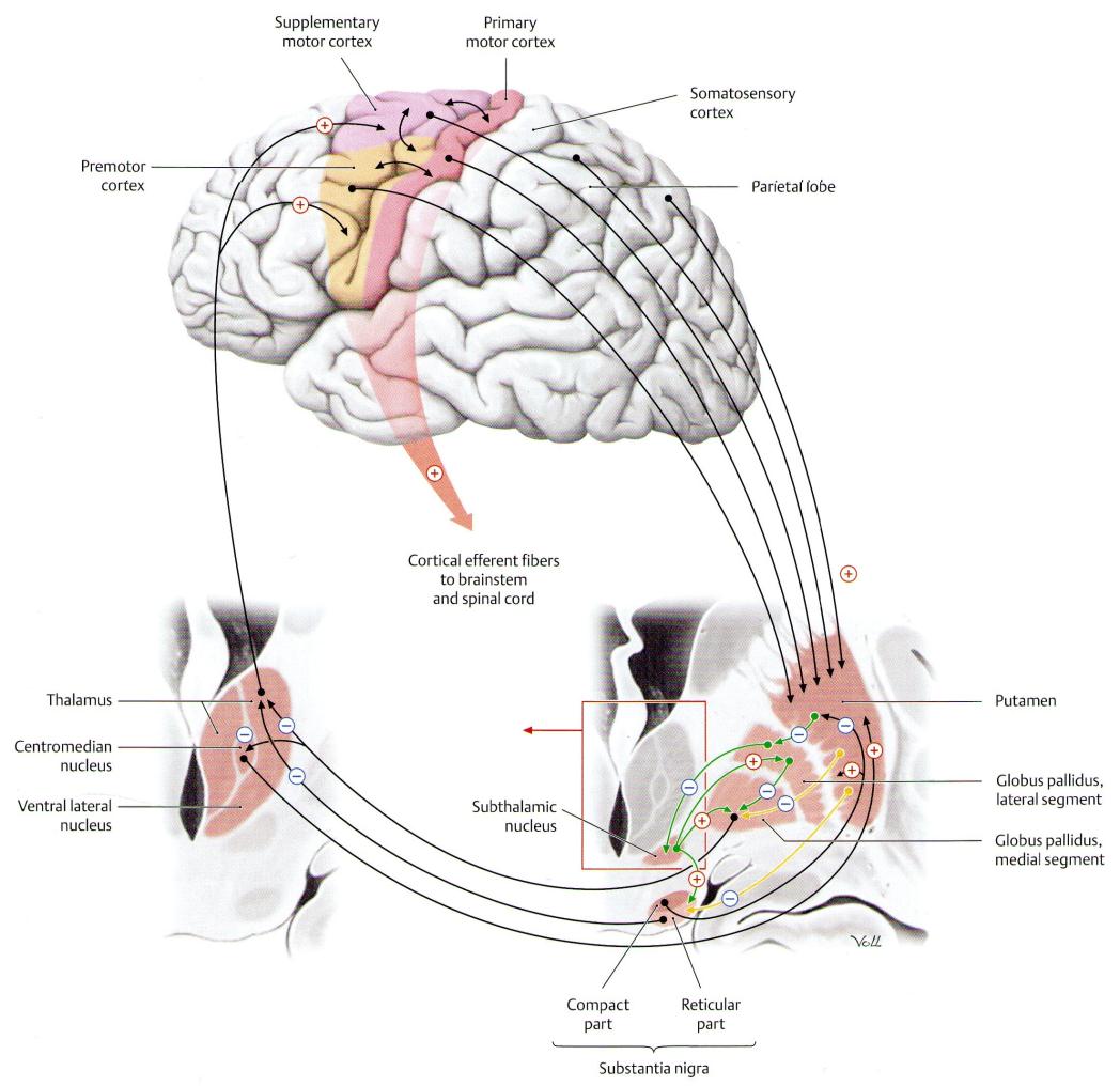 Figuur 2-1 De CSTC-loop De corticale input in de basale ganglia wordt naar het putamen geprojecteerd.