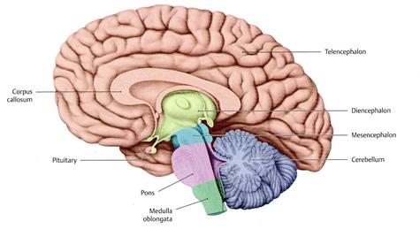 1. Neuroanatomie De hersenen vormen samen met het ruggenmerg het centrale zenuwstelsel. De hersenen worden onderverdeeld in de voorhersenen, middenhersenen(mesencefalon) en de achterhersenen.