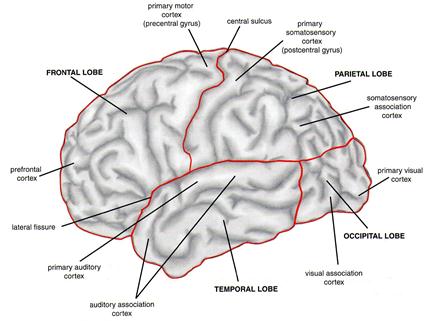 Functionele gebieden in de frontaalkwab zijn de prefrontale cortex en de primaire motorische cortex.