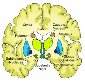 Figuur 1-4 Diencephalon [5] De diencephalon bestaat uit de hypothalamus, thalamus, epithalamus(niet weergegeven) en de subthalamus.