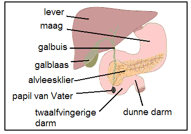 Ook de alvleesklier (pancreas) maakt sappen die nodig zijn bij de spijsvertering. In de alvleesklier loopt een afvoergang die uitmondt vlak naast of in de uitmonding van de galgang.