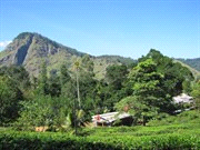 Na de wandeling in Horton Plains is het nog 2 uur rijden over een mooie bergweg via Ohiya en Welimada naar Bandarawela en naar het dorpje Ella.