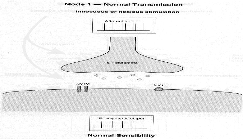 Nociceptors Aδ C Myelination low no Diameter ± 4 µ ±1 µ NCV (m/s) ± 10 ± 1 Thermal threshold ( C) ± 45 ± 40 Skin depth (µm) 20-500 20-500 Density (n/mm 2 ) < 2 4-8