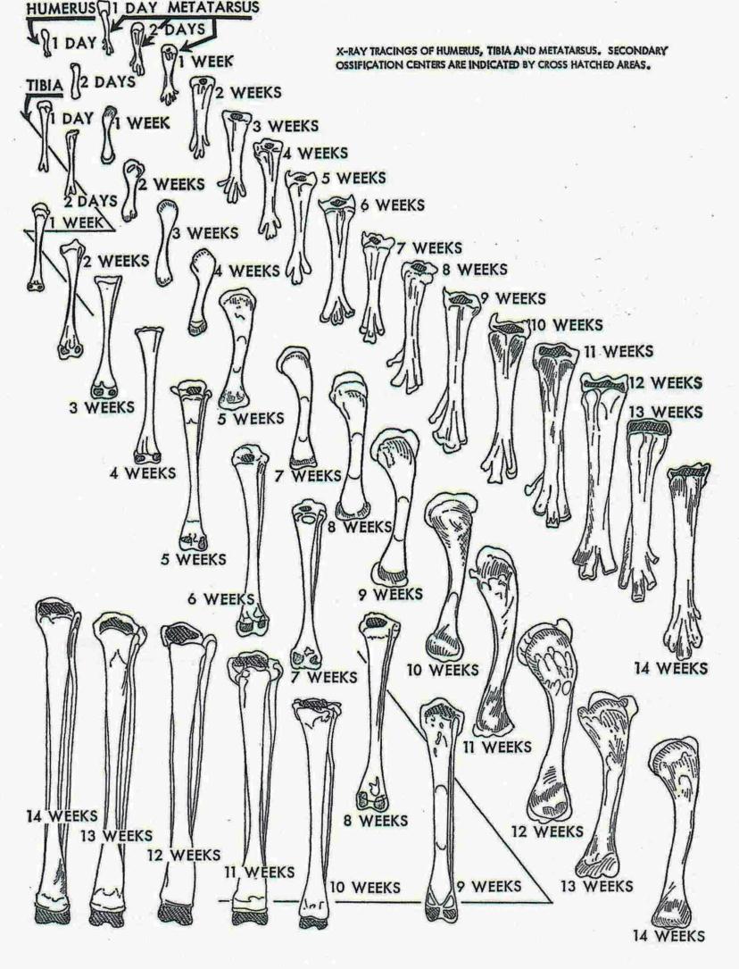 Figuur 10. Radiografische resultaten van lange beenderen betreffende hun groeipatroon. (Uit Church en Johnson, 1964