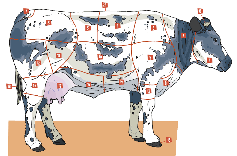 B. Van koe tot melk: Wanneer een vaars gekalfd heeft, begint ze melk te geven. Zie ook de volgende link: http:// www.zuivelonline.nl/pagina/1022/leerkrachten_groep_5-6_waarom_geeft_koe_melk.