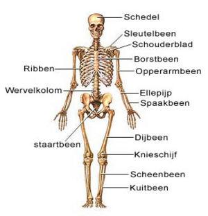 Naam: BOTTEN EN SPIEREN Het menselijk lichaam Waarom heb je botten nodig? Het skelet is onmisbaar. Het houdt je overeind en geeft je lichaam vorm. Zonder het skelet zou je een soort pudding zijn.