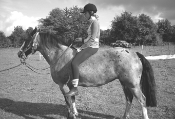 De Criollo Soort: Warmbloed Een buitengewoon sterk en stevig paard, de roots van dit ras liggen in Argentinië, maar in heel Zuid-Amerika zijn varianten te vinden.