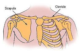 clavicula scapula humerus radius ulna carpus metacarpus digiti manus Margo