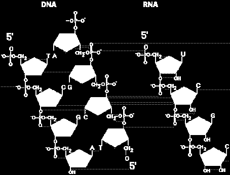 Nucleïnezuren, nucleotiden, RNA, DNA Functionele complexiteit eiwitten, lipiden,