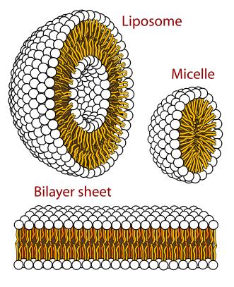 Horizontal gene transfer. Weinig / geen soortvorming!