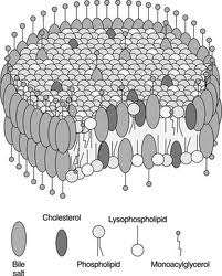 Vetten en organismen De vertering van vetten Galzure zouten Vetten zijn energierijke, maar ook grote en ingewikkelde moleculen, waardoor de vertering ervan een erg ingewikkeld proces is.