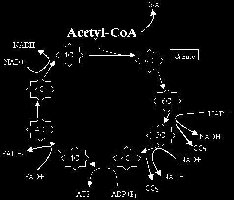 elektronentransportketen weer ATP. Het L-hydroxyacyl-CoA is geoxideerd tot β-ketoacyl- CoA. 4. Thiolyse De laatste stap van de bètaoxidatie is de thiolyse (fig. 21.).