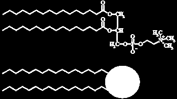 Wat zijn vetten? Vetten zijn organische stoffen die bestaan uit de esters van 3 vetzuren aan glycerol. Vetzuren zijn ketens die bestaan uit koolstof, waterstof en zuurstofatomen.