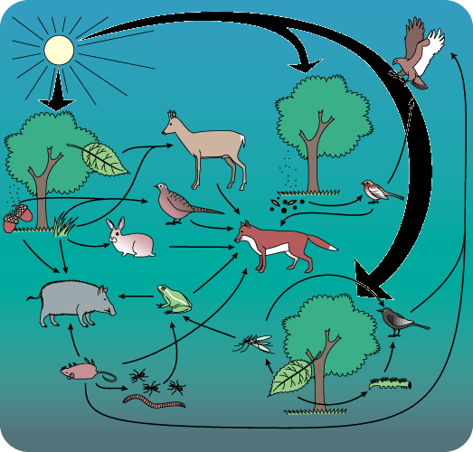 7. Het bos is een biotoop Het bos is een biotoop. Dat wil zeggen dat het een woon- en leefgebied is voor heel wat dieren en planten. Daar heeft iedereen en alles elkaar nodig om te overleven.