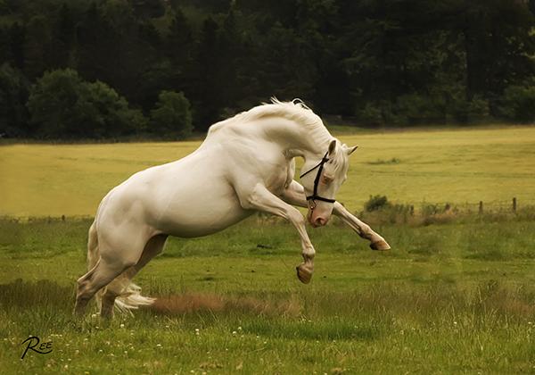 Artikel geschreven door de eigenaren: Hoe kom je erbij om te gaan fokken met McJonnas, dat is natuurlijk een goede vraag! Het is begonnen met een valk die we op stal hadden staan.