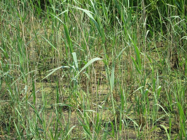 5/6/8 Eerste meetresultaten Afvoer neerslag NH NO3+NO O NH NO3+NO O Vloeiveld Water stroomt over bodem Vaste deeltjes met bezinken Datum mm L N mg/l N mg/l mg/l afvoer g. N of detectiegrens..3. Verwijdering opgelost : 1-1-7 9-1-8 16-1-8 1.